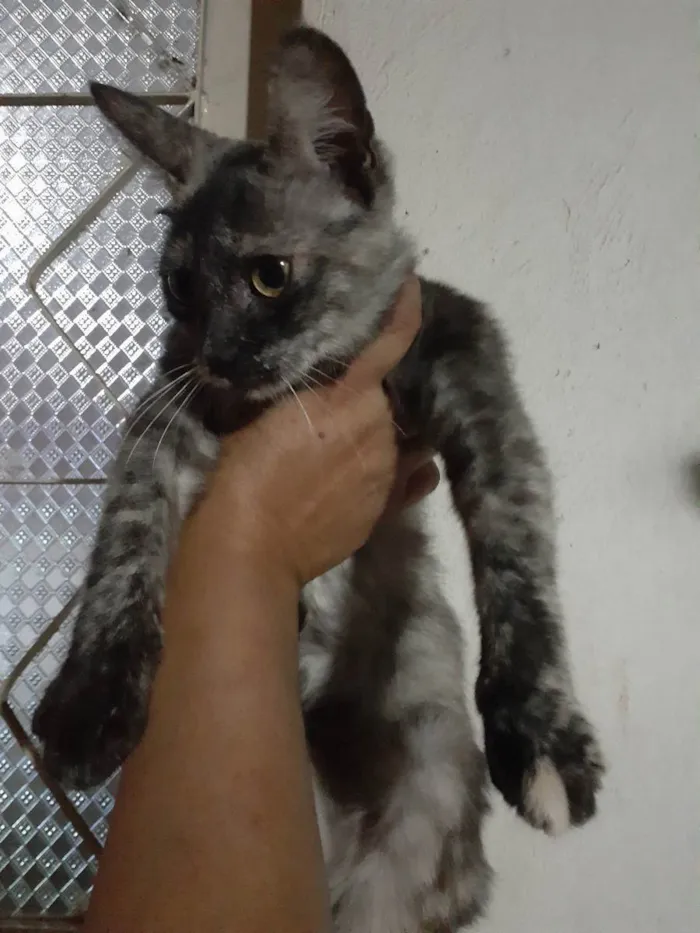 Cachorro ra a Sem raça definida idade 7 a 11 meses nome Brisa 