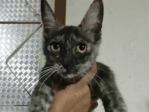 Cachorro raça Sem raça definida idade 7 a 11 meses nome Brisa 