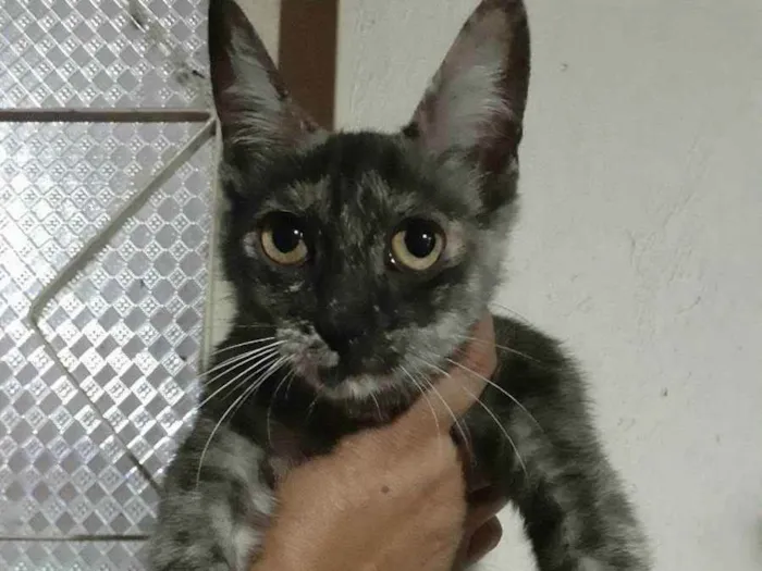 Cachorro ra a Sem raça definida idade 7 a 11 meses nome Brisa 