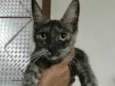 Brisa