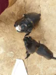 Sapekinha e Bravinho