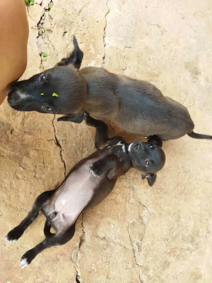 Cachorro ra a SRD idade 2 a 6 meses nome Sapekinha e Bravinho