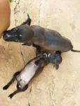 Sapekinha e Bravinho