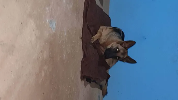Cachorro raça Pastor Alemão  idade 1 ano nome Amora 