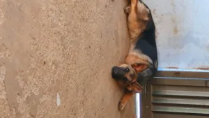 Cachorro raça Pastor Alemão  idade 1 ano nome Amora 