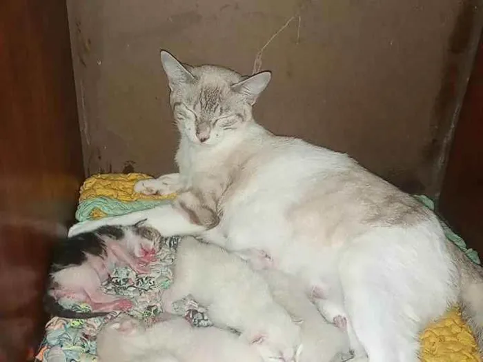 Gato ra a Comum idade Abaixo de 2 meses nome Não tem nomes ainda 