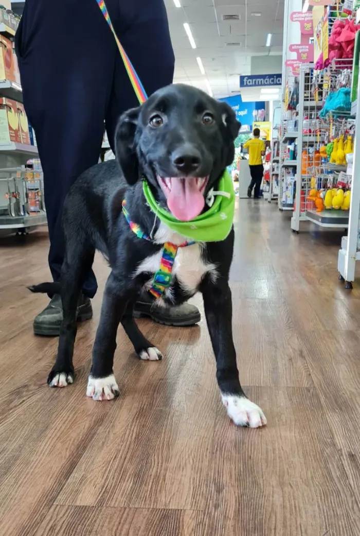 Cachorro raça SRD idade 7 a 11 meses nome NOTURNO