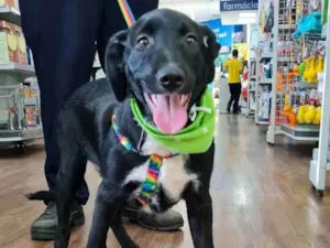 Cachorro raça SRD idade 7 a 11 meses nome NOTURNO