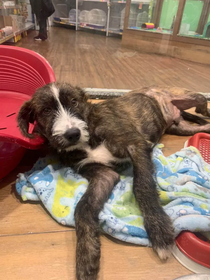 Cachorro raça SRD idade 7 a 11 meses nome THÉO