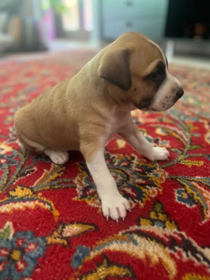 Cachorro ra a SRD idade Abaixo de 2 meses nome Bela