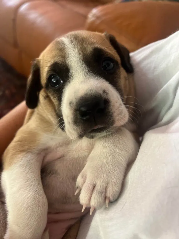 Cachorro ra a SRD idade Abaixo de 2 meses nome Bela