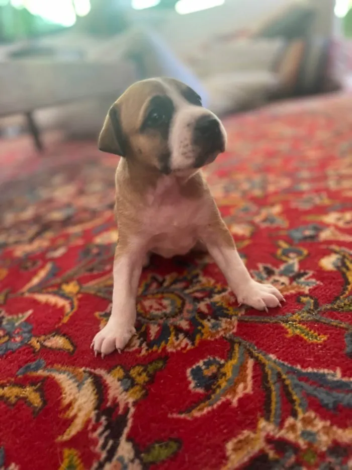 Cachorro ra a SRD idade Abaixo de 2 meses nome Bela