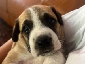 Cachorro raça SRD idade Abaixo de 2 meses nome Bela