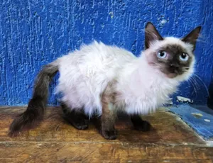 Gato raça SIAMES (MESTIÇO) idade 2 a 6 meses nome CARMELO SIAMÊS