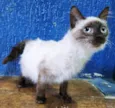 Gato raça SIAMES (MESTIÇO) idade 2 a 6 meses nome CARMELO SIAMÊS
