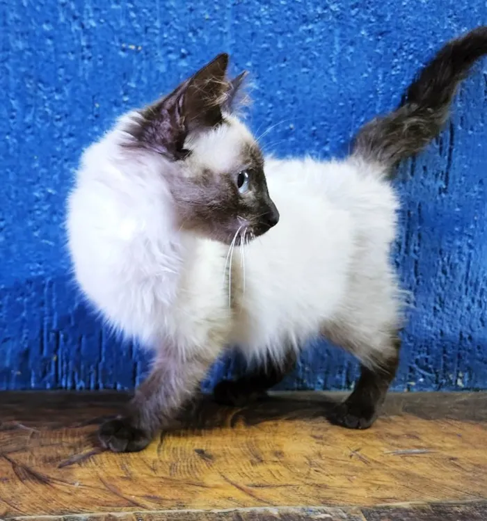 Gato raça SIAMES (MESTIÇO) idade 2 a 6 meses nome CARMELO SIAMÊS