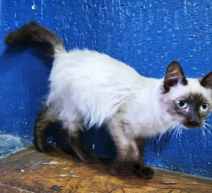 Gato raça SIAMES (MESTIÇO) idade 2 a 6 meses nome CARMELO SIAMÊS
