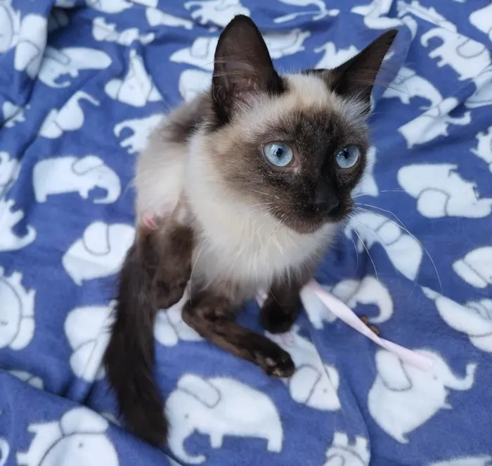 Gato raça SIAMES (MESTIÇO) idade 2 a 6 meses nome CARMELO SIAMÊS