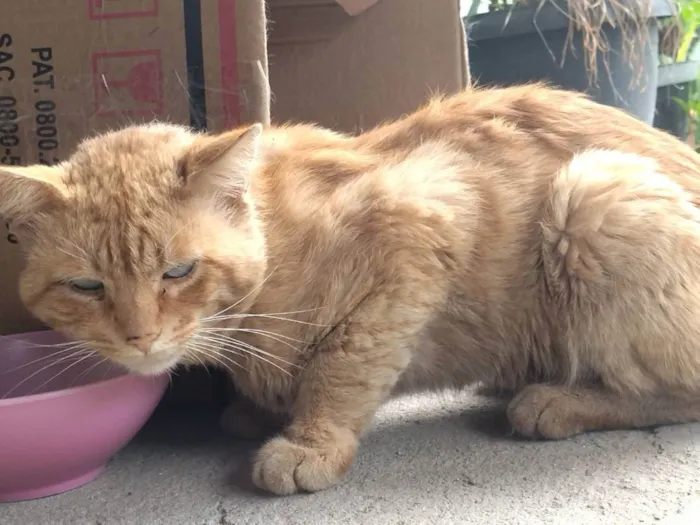 Gato raça não sei idade 4 anos nome Não sei