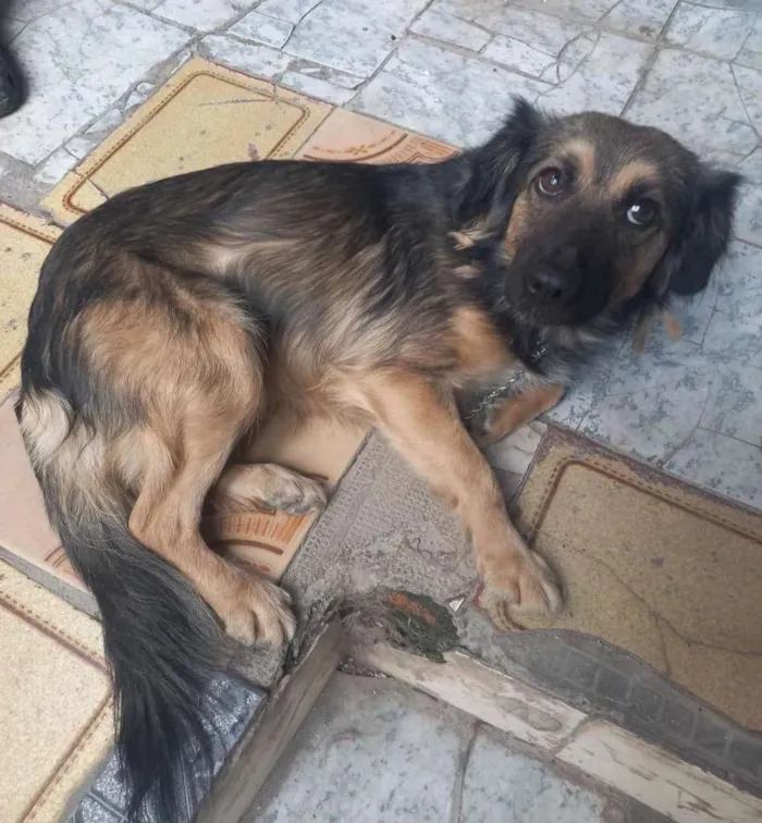 Cachorro raça Srd idade 3 anos nome Manu