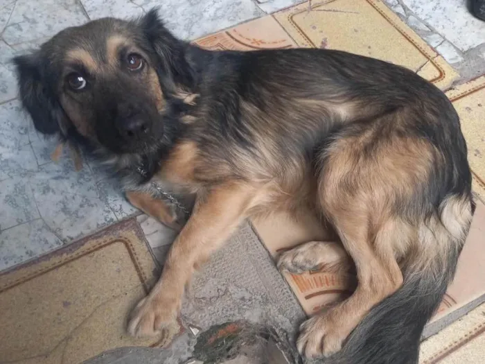 Cachorro raça Srd idade 3 anos nome Manu