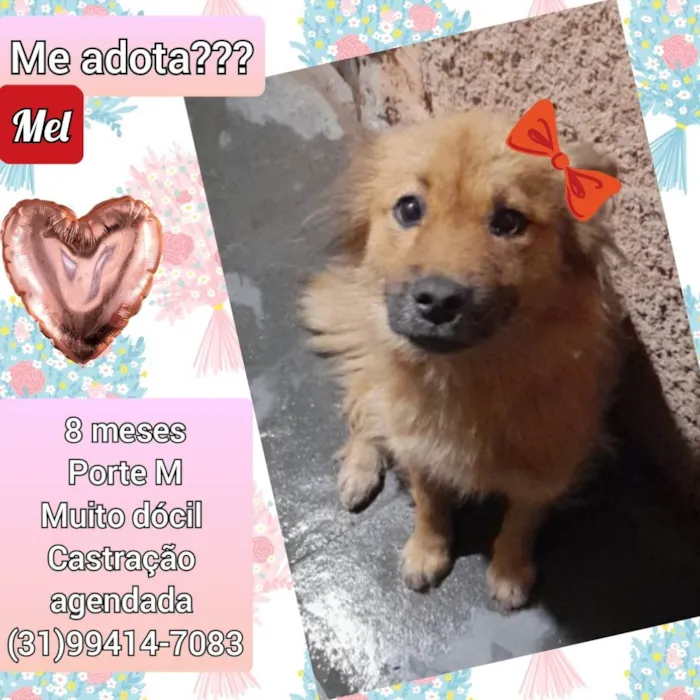 Cachorro raça SRD idade 7 a 11 meses nome Mel