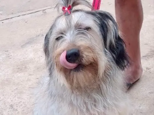 Cachorro raça Srd idade 7 a 11 meses nome Luna bb8meses peluda