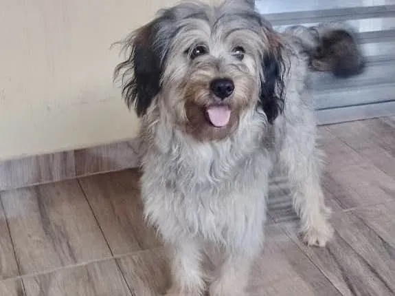 Luna bb8meses peluda