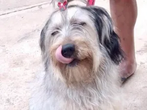 Cachorro raça Srd idade 7 a 11 meses nome Luna bb8meses peluda