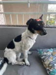 Cachorro raça Srd idade 2 anos nome Mel