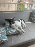 Cachorro raça Srd idade 2 anos nome Mel