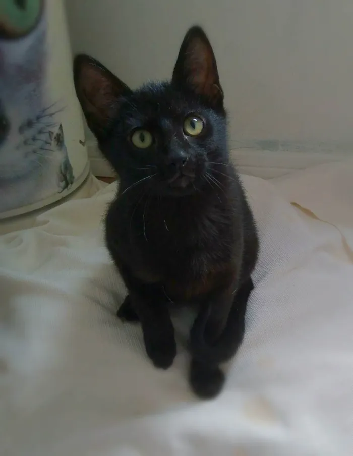 Gato ra a srd idade 2 a 6 meses nome Amora