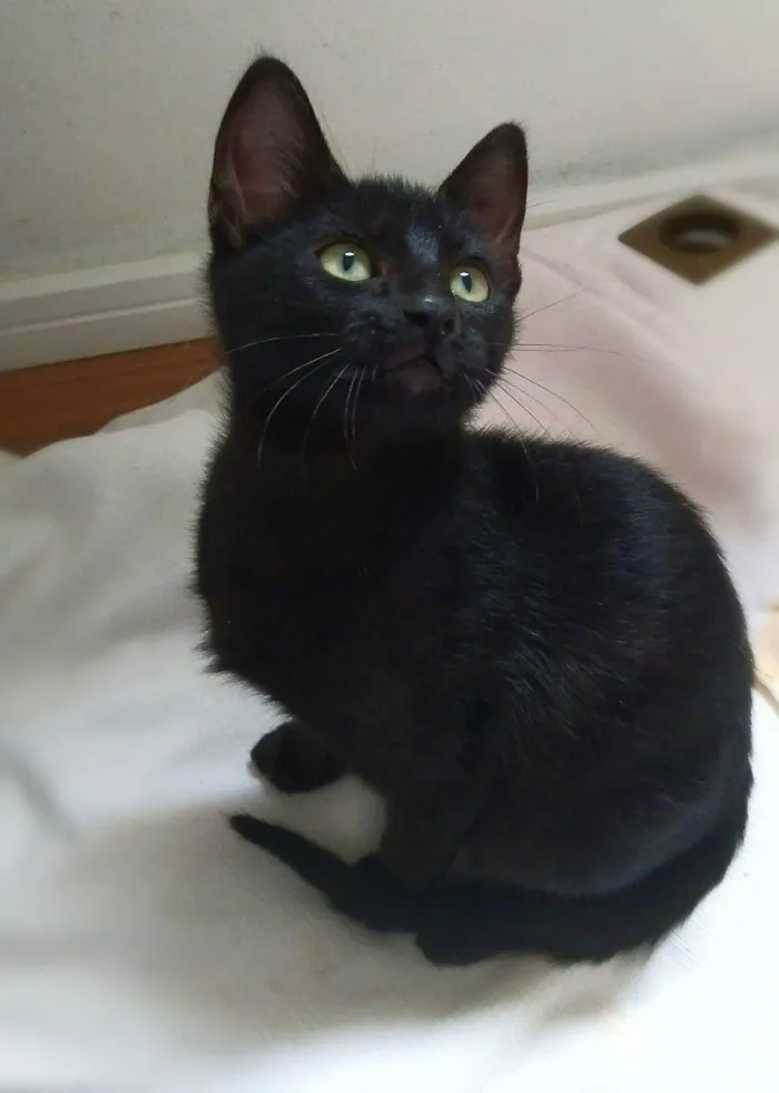 Gato ra a srd idade 2 a 6 meses nome Amora