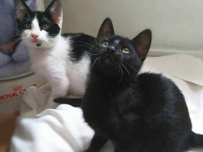 Gato ra a srd idade 2 a 6 meses nome Amora