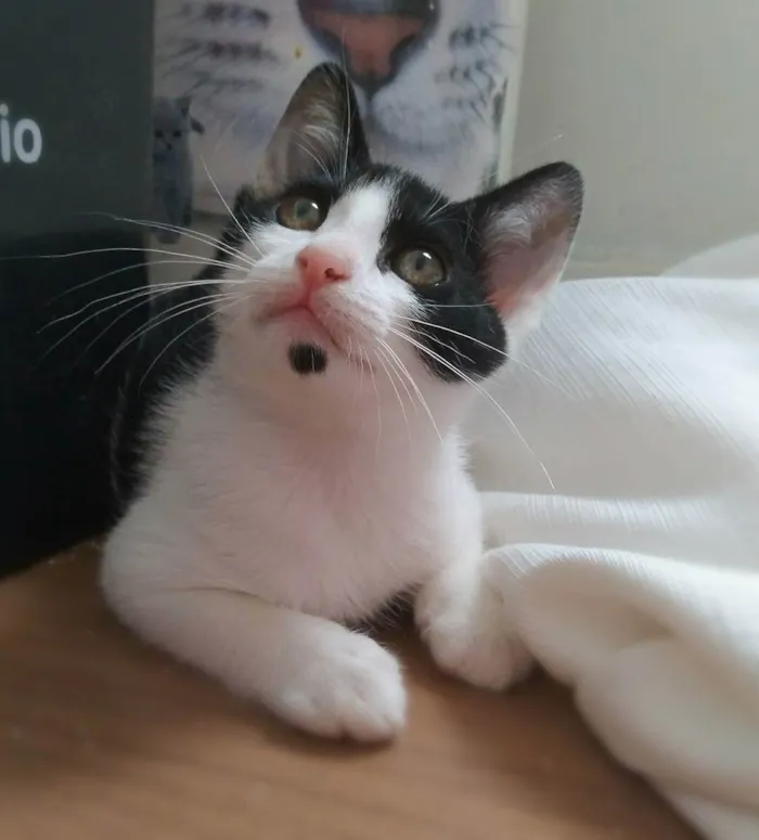 Gato ra a srd idade 2 a 6 meses nome Tommy
