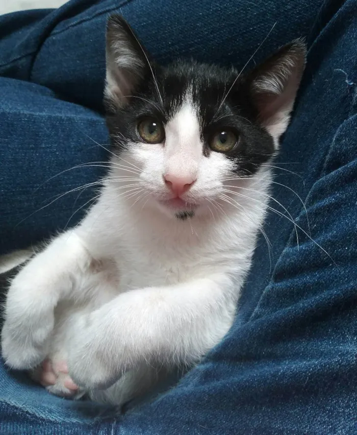 Gato ra a srd idade 2 a 6 meses nome Tommy