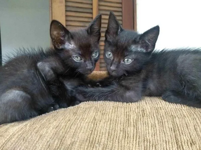 Gato raça Vira-lata idade 2 a 6 meses nome Ainda não tem nomes