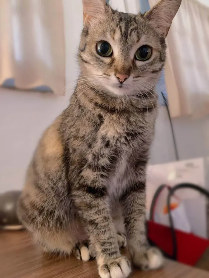 Gato ra a srd idade 1 ano nome Brienne