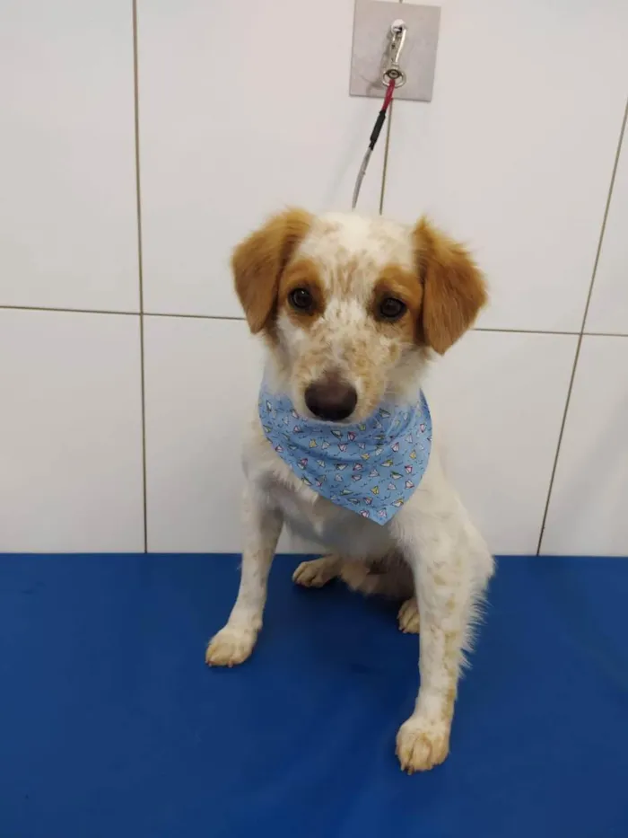 Cachorro raça  idade 2 anos nome Billy