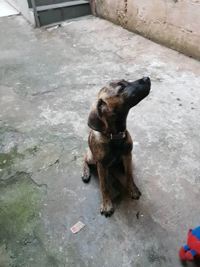 Cachorro ra a Vira lata idade 2 a 6 meses nome Puma 