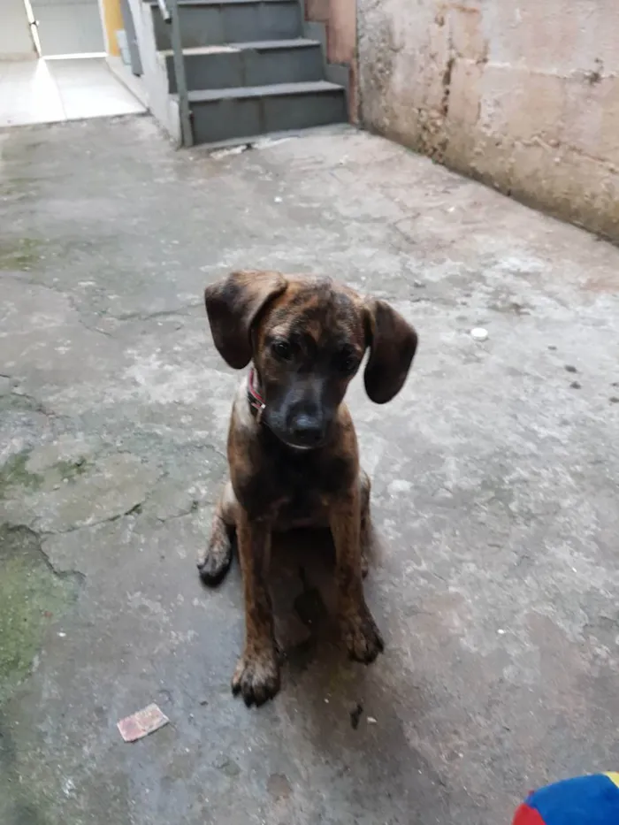 Cachorro ra a Vira lata idade 2 a 6 meses nome Puma 