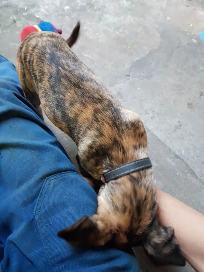 Cachorro ra a Vira lata idade 2 a 6 meses nome Puma 