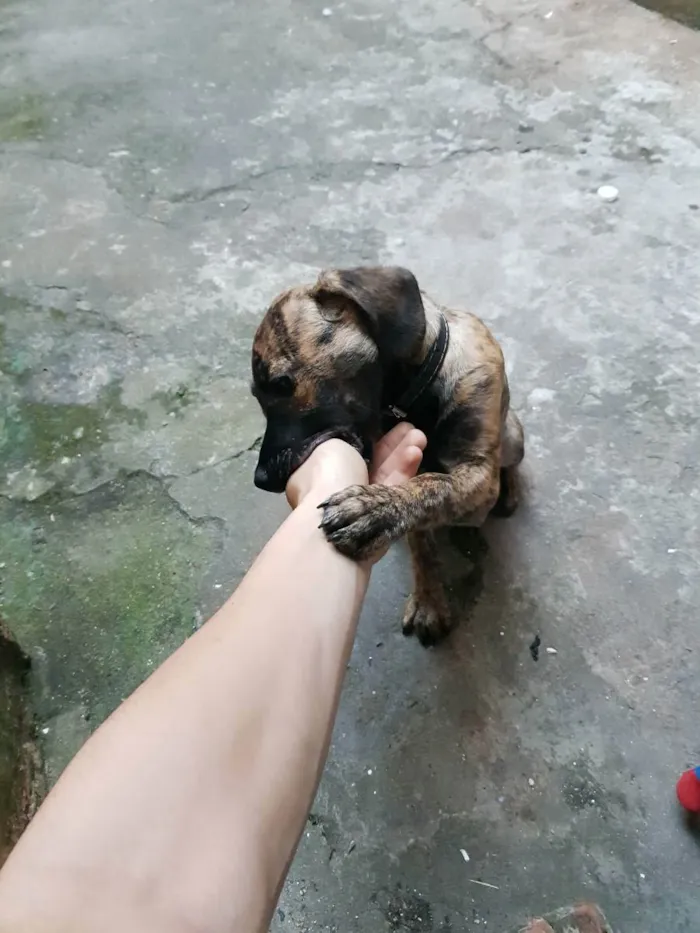 Cachorro ra a Vira lata idade 2 a 6 meses nome Puma 