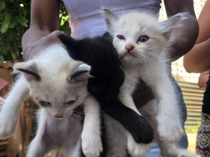 Gato ra a SRD idade Abaixo de 2 meses nome Filhotes
