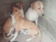Aila pretinha e revo