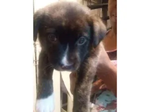 Cachorro raça Viralata idade 2 a 6 meses nome sem nome 