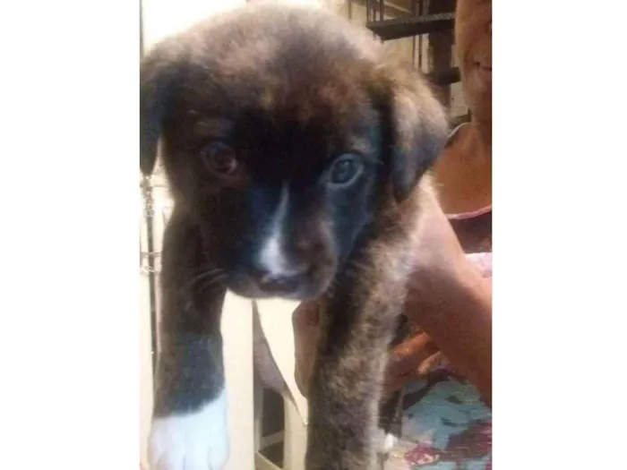 Cachorro raça Viralata idade 2 a 6 meses nome sem nome 