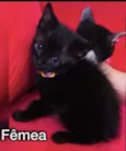 Frajola , Morgana 