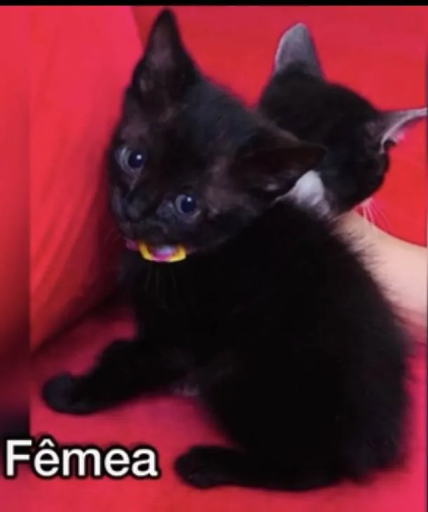 Gato ra a SRD idade Abaixo de 2 meses nome Frajola , Morgana 