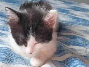Gato raça  idade 2 a 6 meses nome Annie
